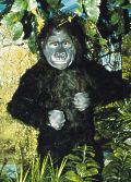 Gorilla